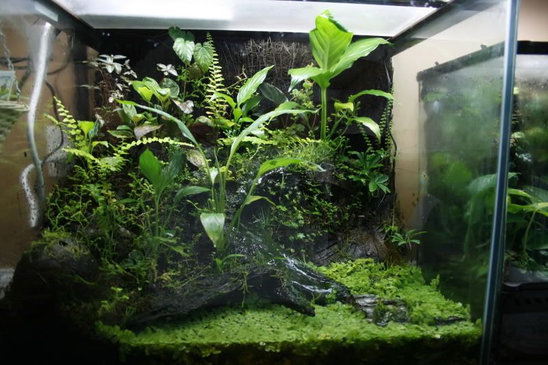 40 gallon oceanic cube. Paludariums Aquatic Plant Central